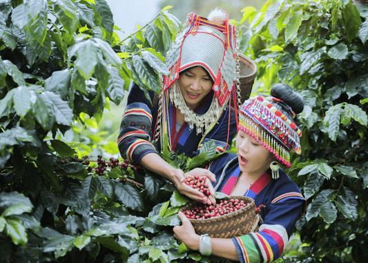 Coffee Plantation: A Journey Through the World of Coffee Cultivation